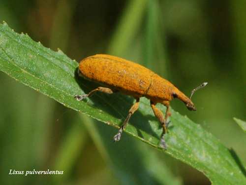 Lixus pulverulentus  Chiedo conferma